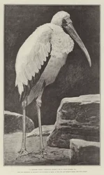 Un juge érudit (Tantalus Stork), de l